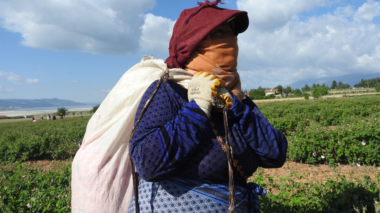 Farmworkers bent over harvesting produce in an open field under a harsh midday sun