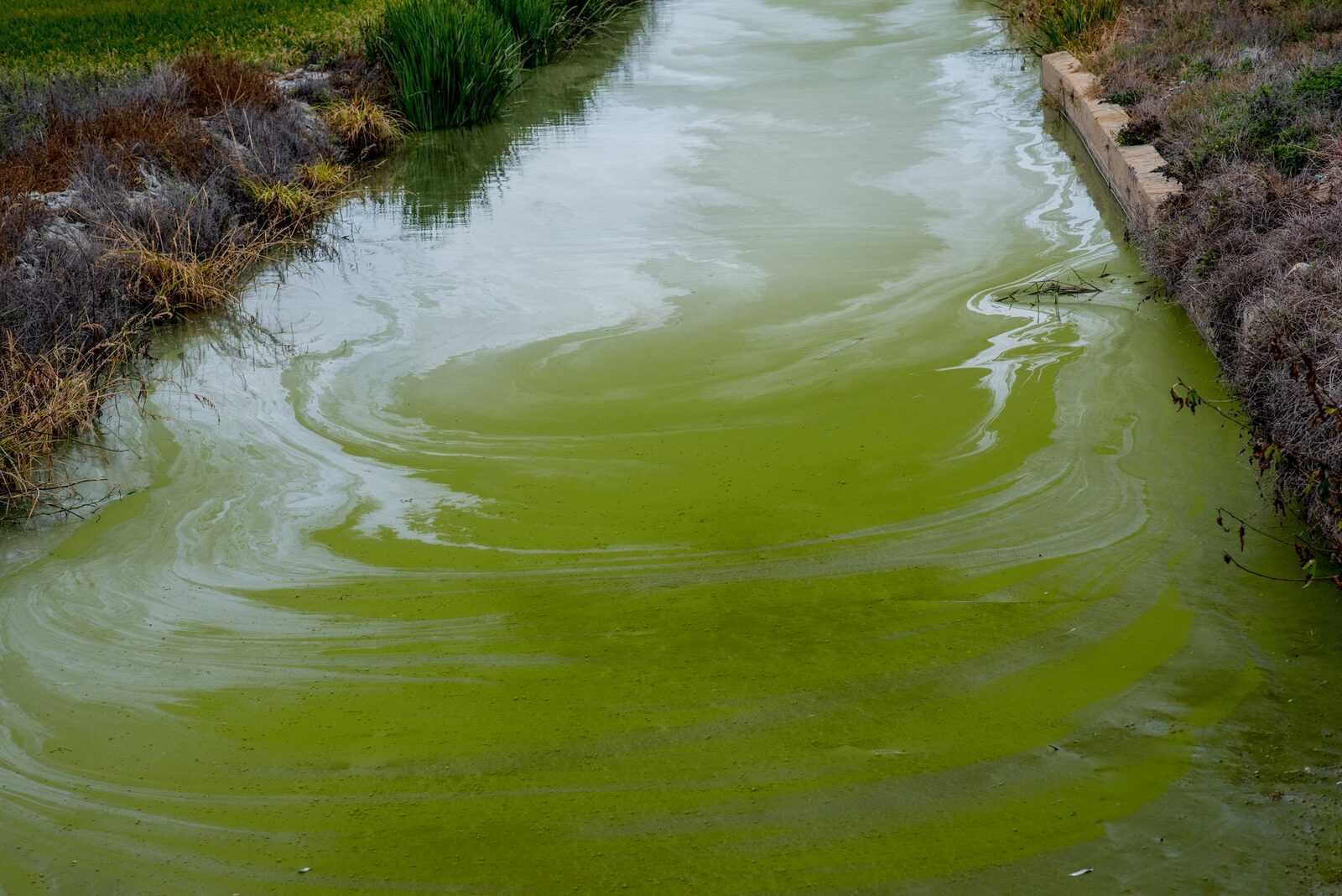 Farm field with standing water near a sewage biosolids application site