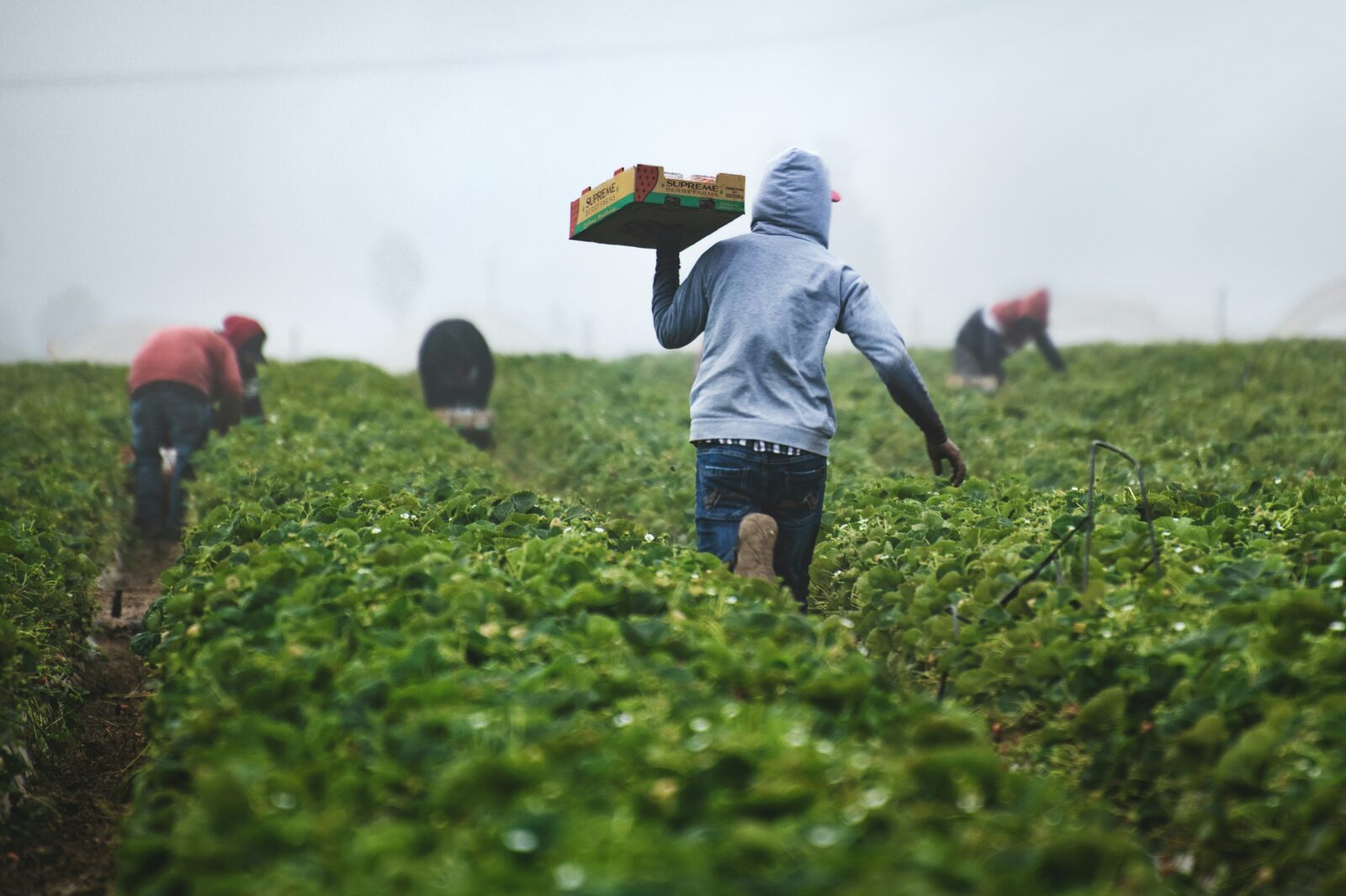 Farmworkers in a field during harvest, bent low over rows of crops