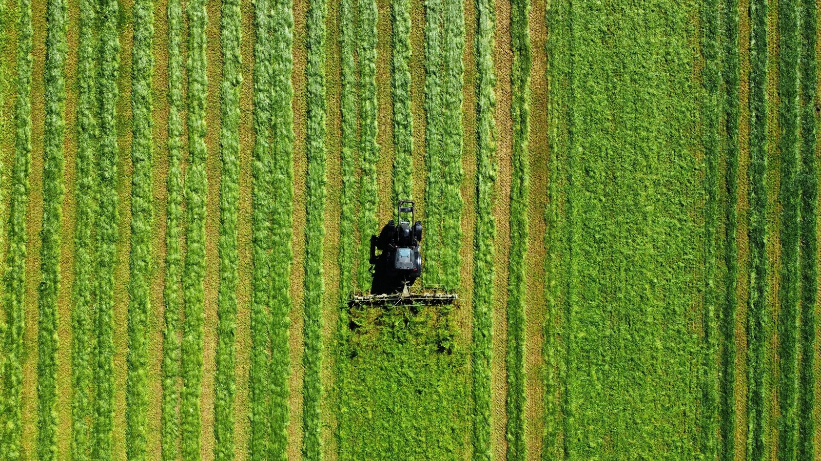 A combine harvesting a vast monoculture field under an overcast sky