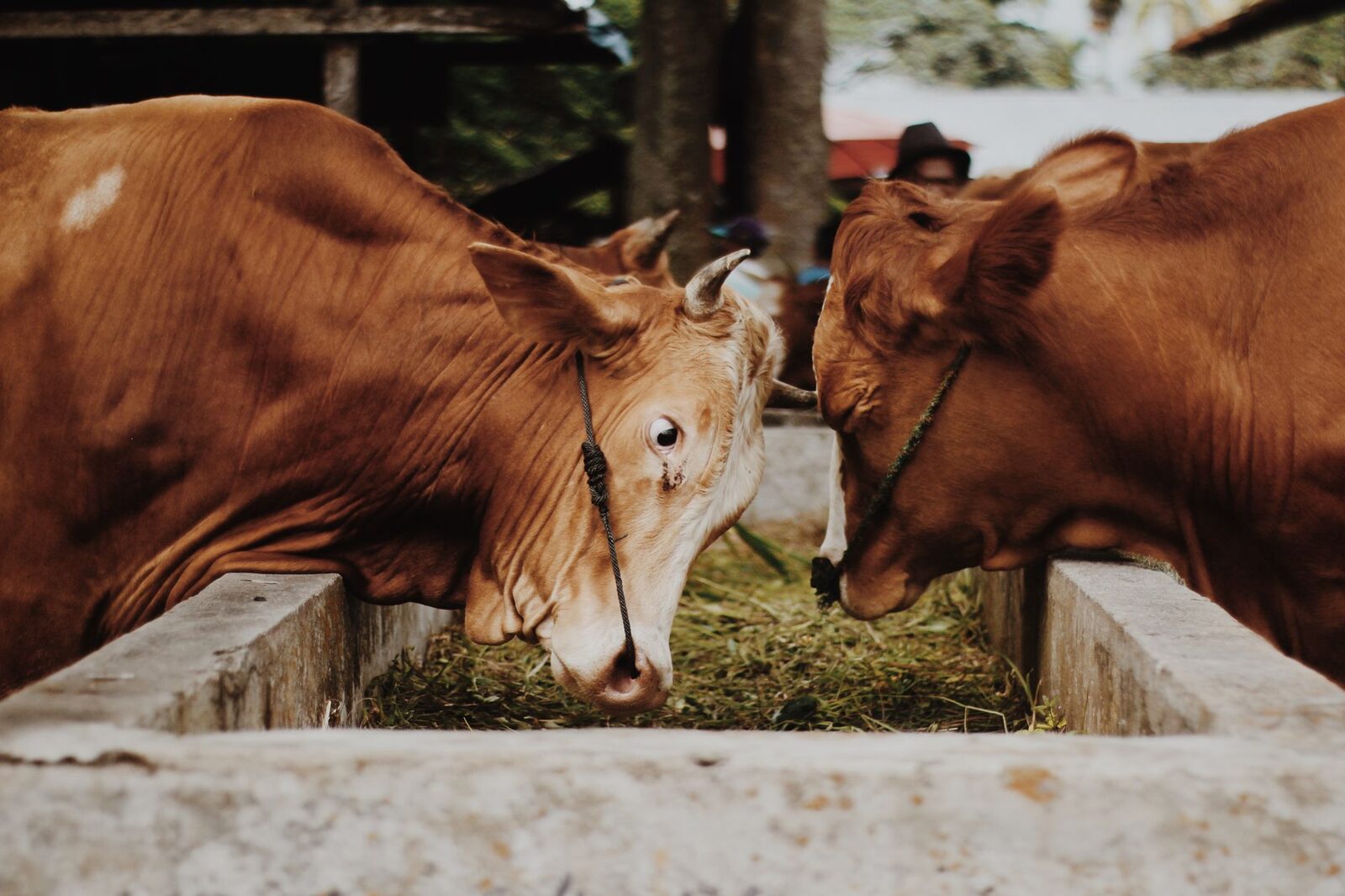 Cattle ranchers facing rising disease and market pressures