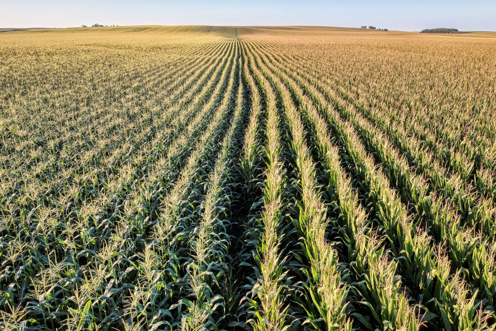 Dry farmland with cracked soil during drought stress