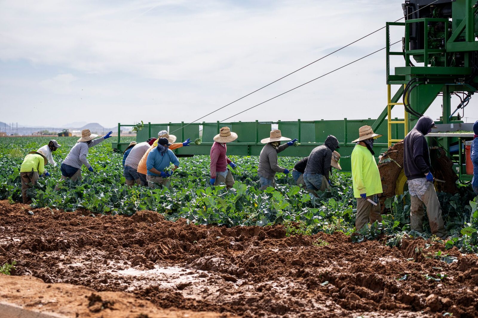 Farm workers in a field