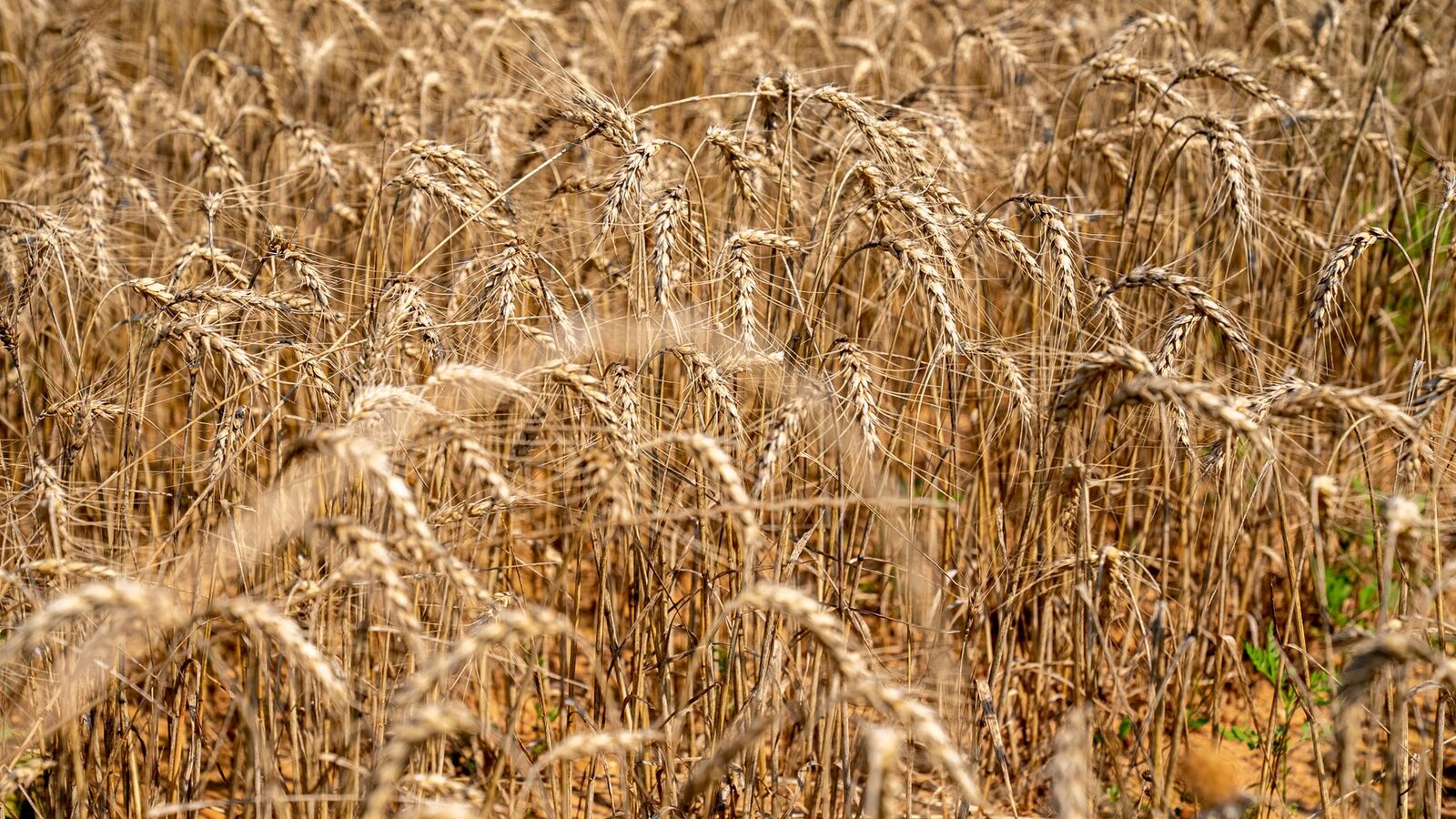 Dried wheat field under extreme summer heat