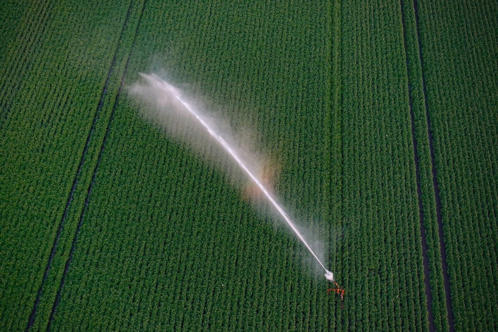 Precision soil moisture sensors in a Michigan cornfield monitoring real-time water levels