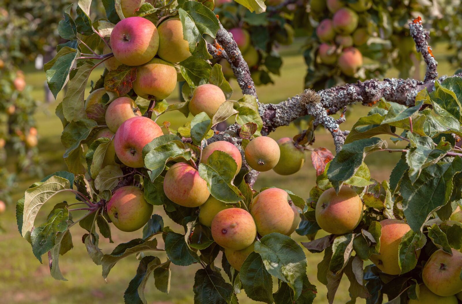 An orchard with bare branches where fruit should be growing