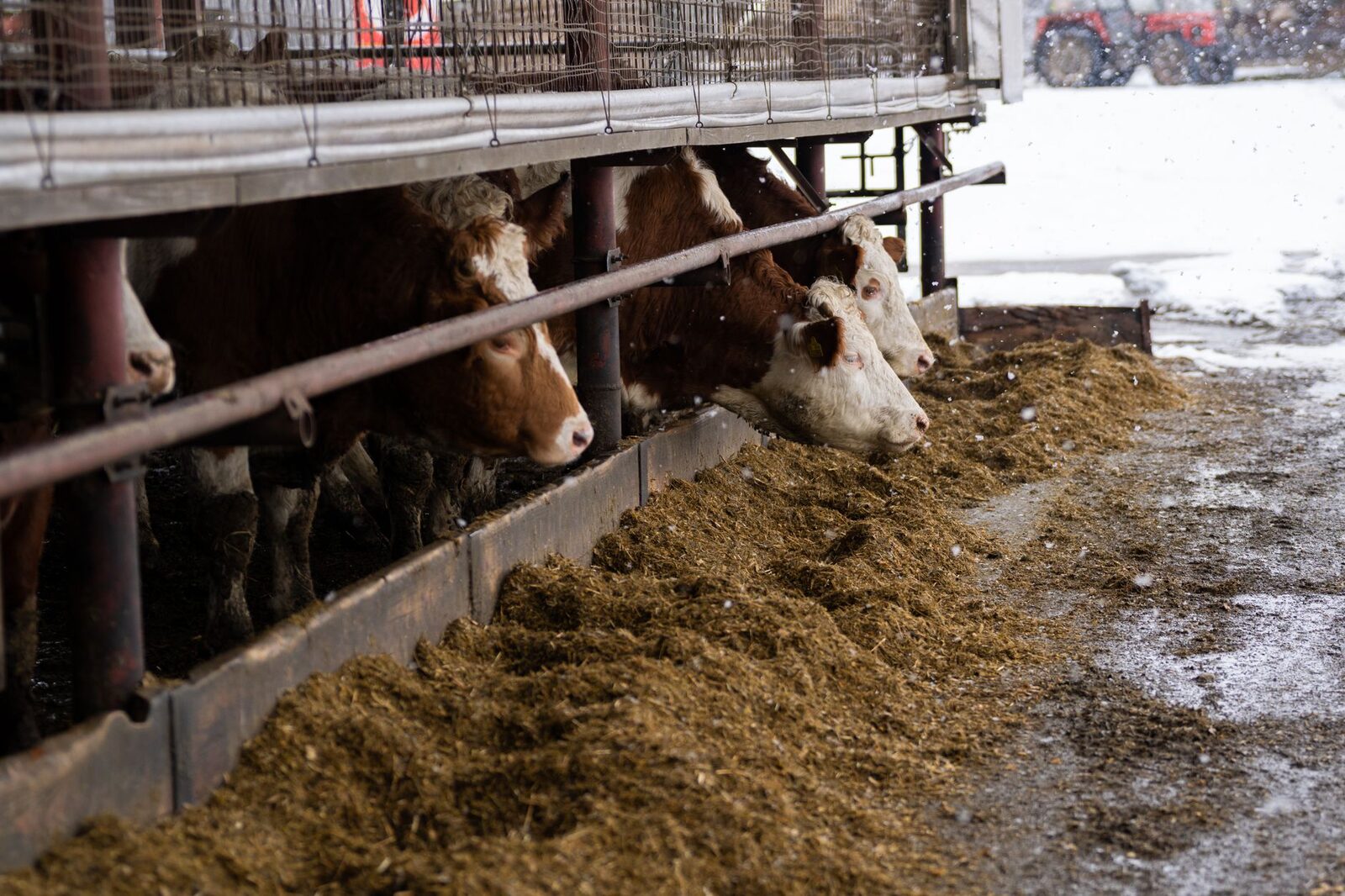 Closed industrial beef processing facility