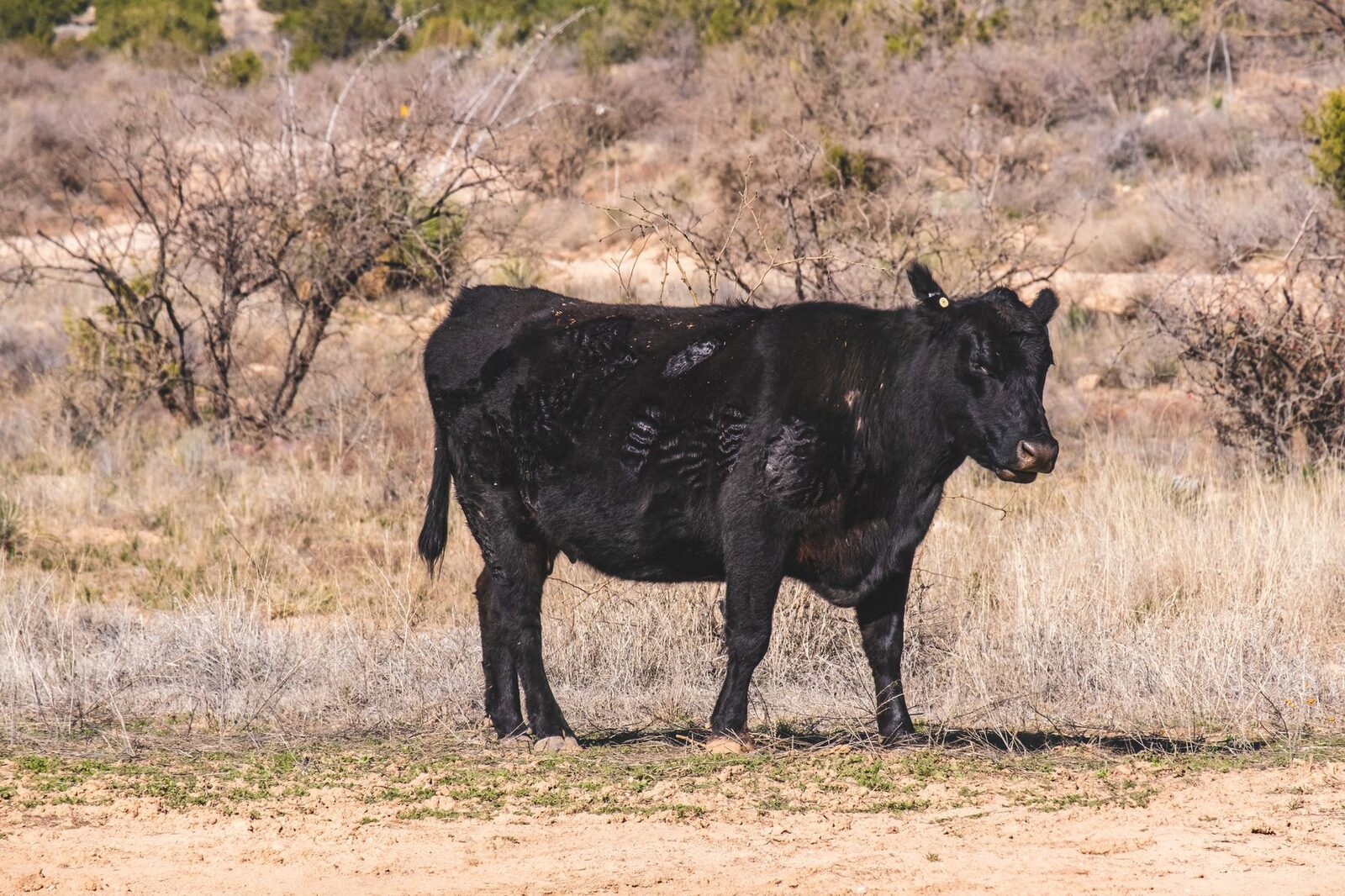 Parched pastureland during drought conditions