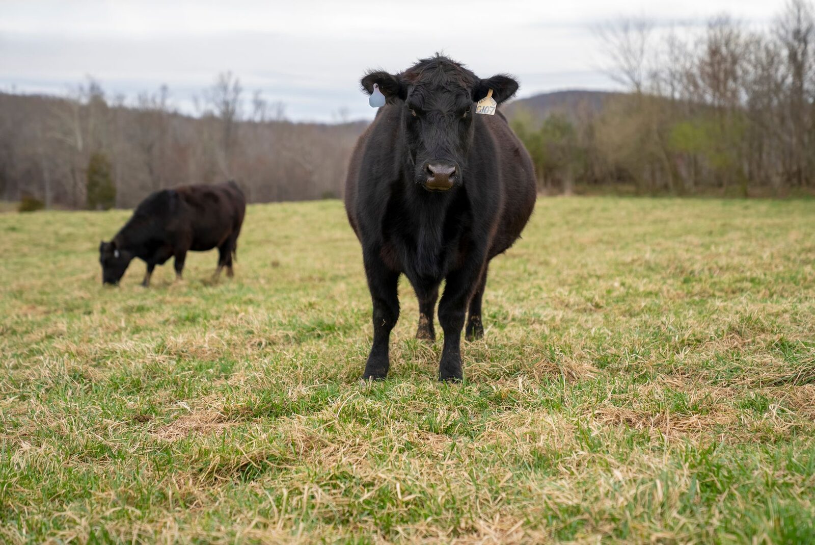 Closed beef processing facility