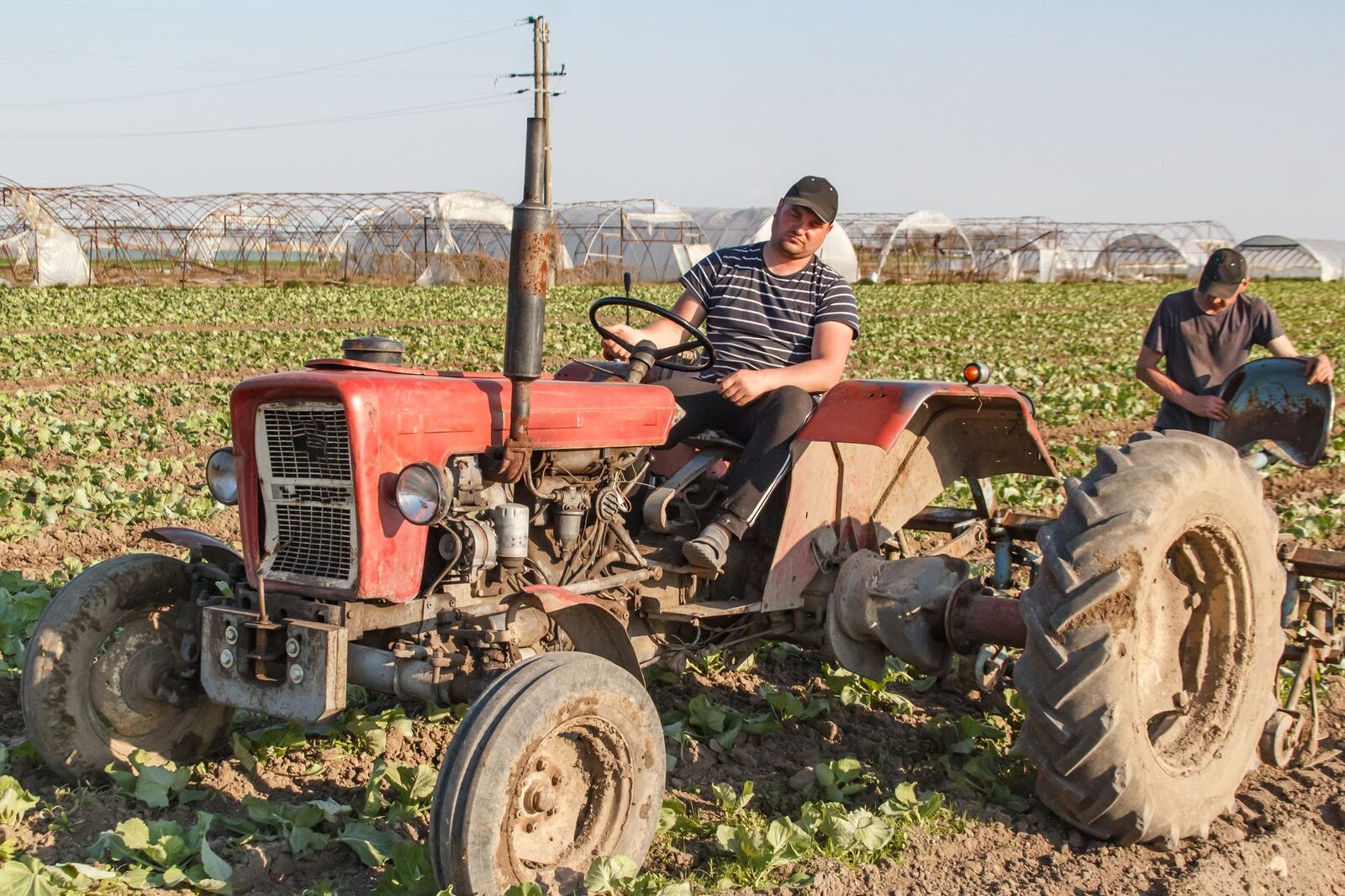 Agricultural workers in the field during harvest season
