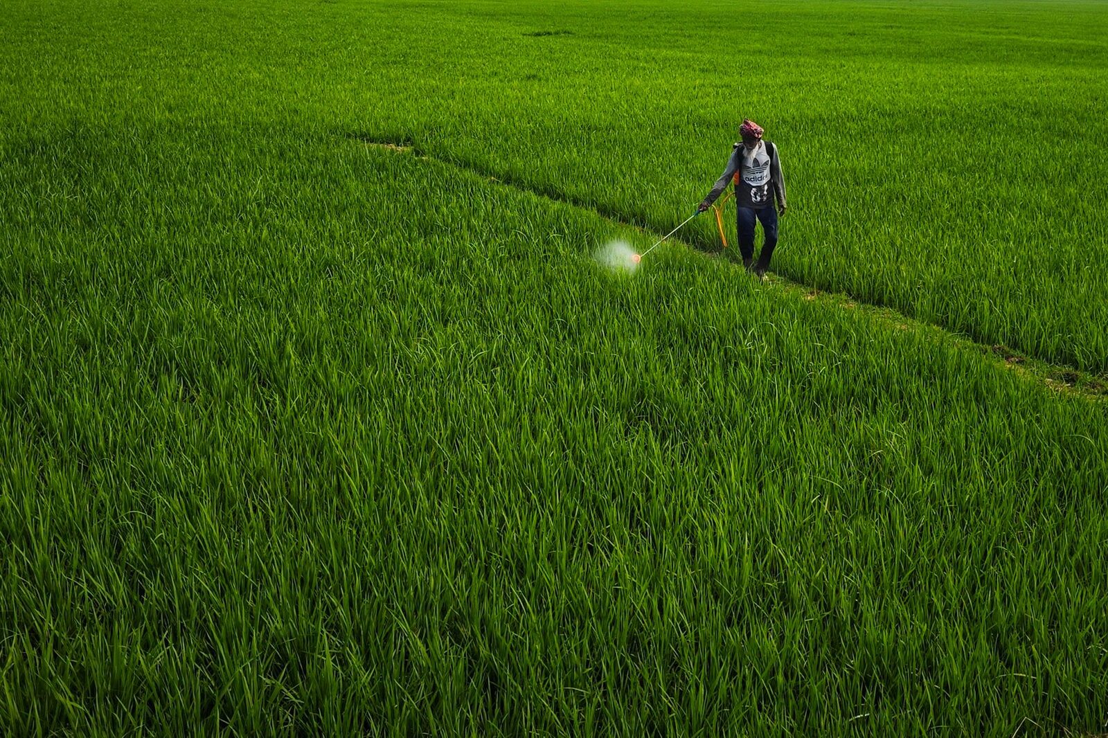 Close-up of crop rows with green shoots emerging from soil