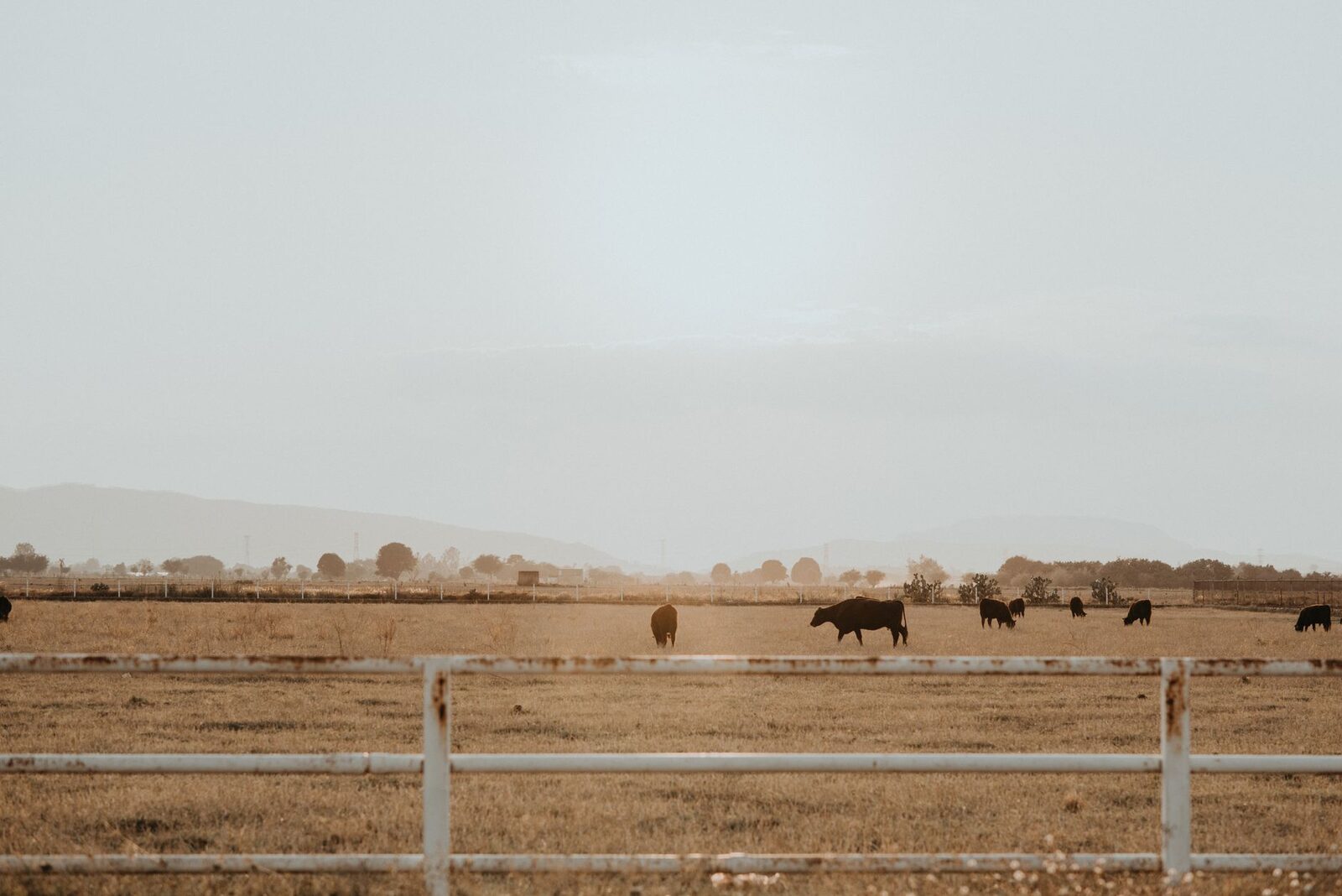Cattle grazing on open rangeland under clear sky