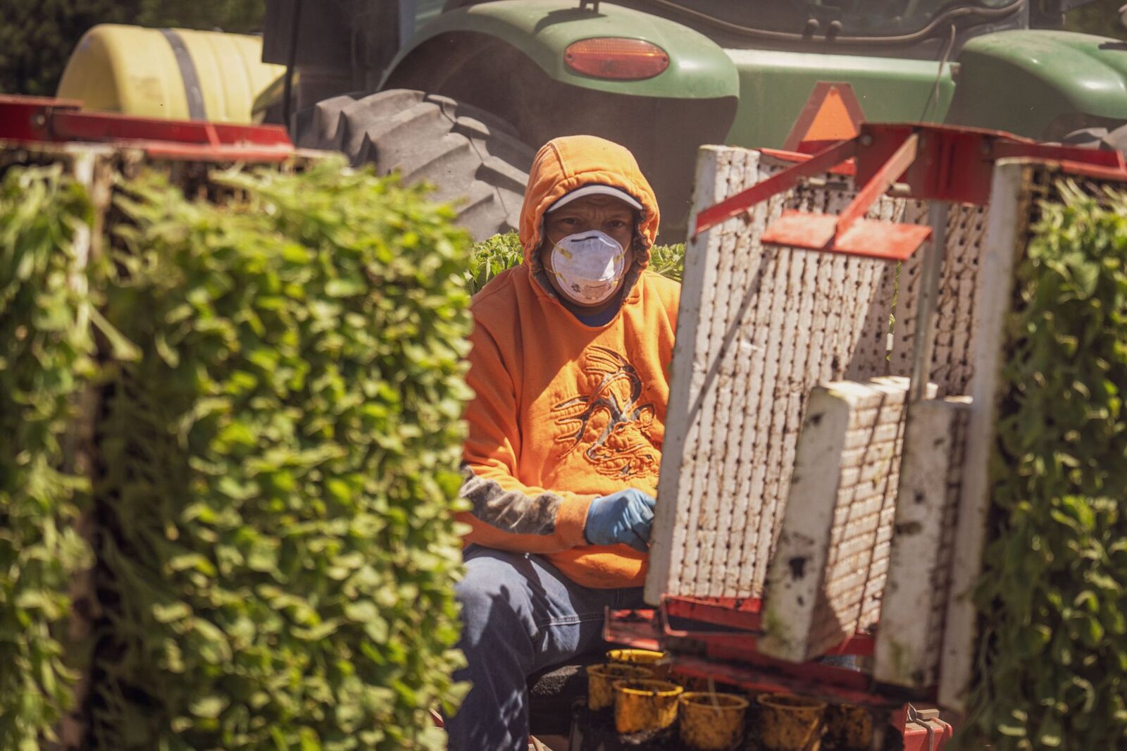 Agricultural workers in field, highlighting labor and working conditions