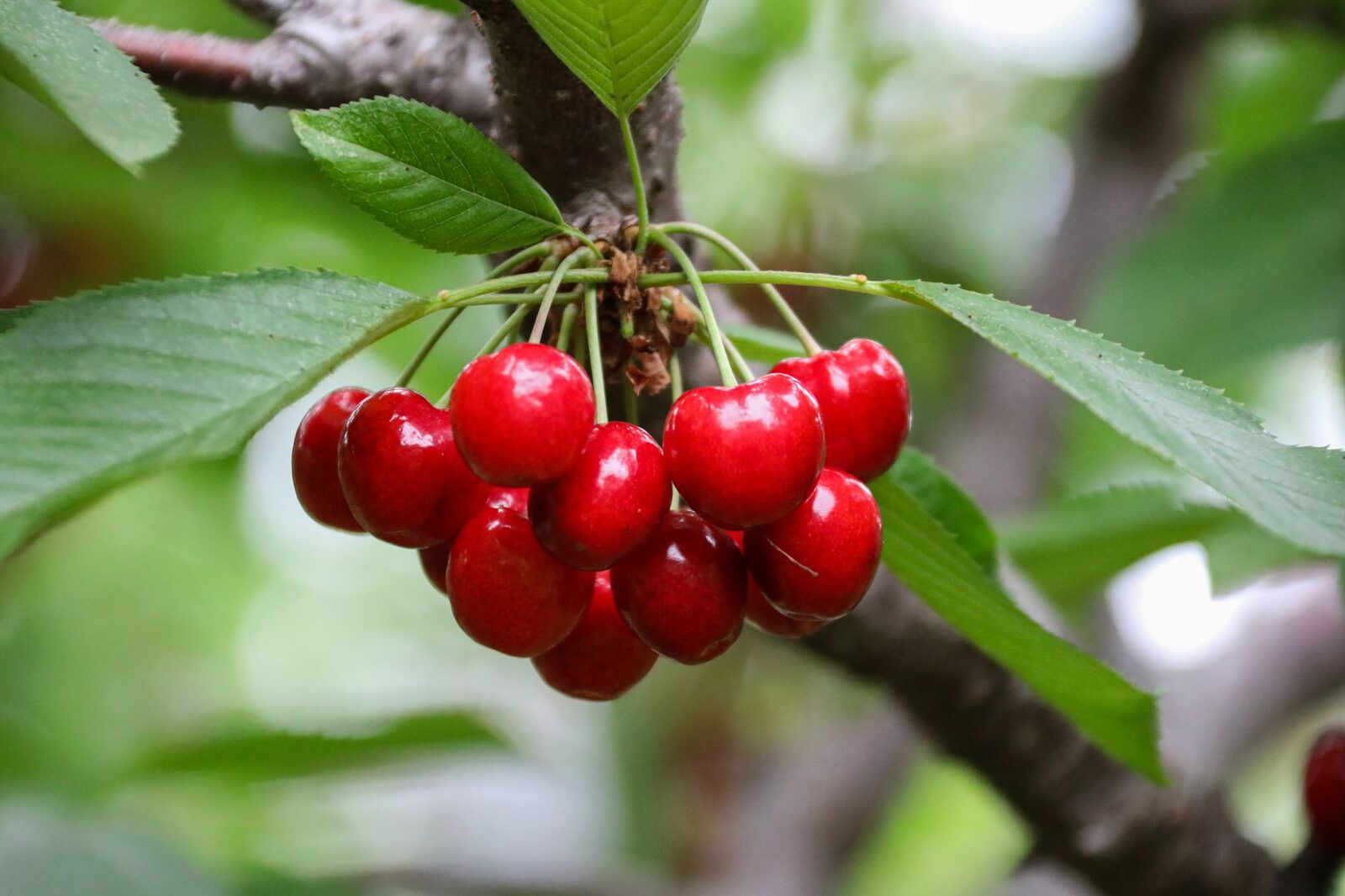 Cherry orchards in Traverse City, Michigan, during late summer