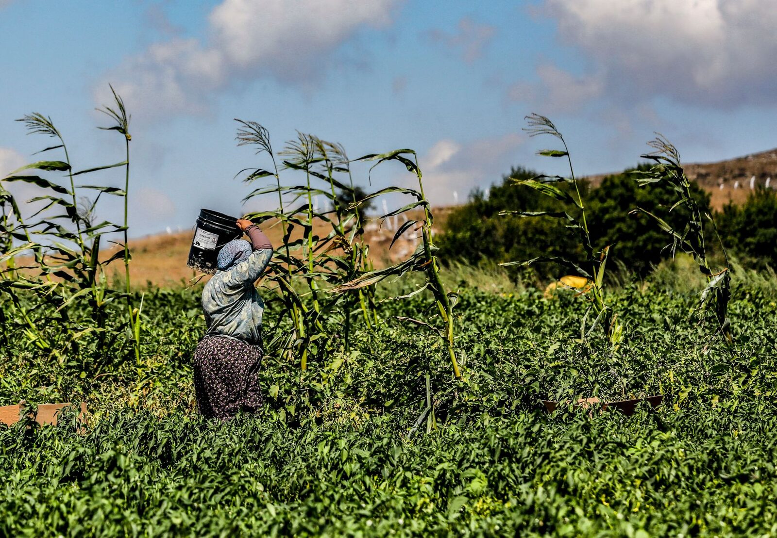 Farmworkers in a field