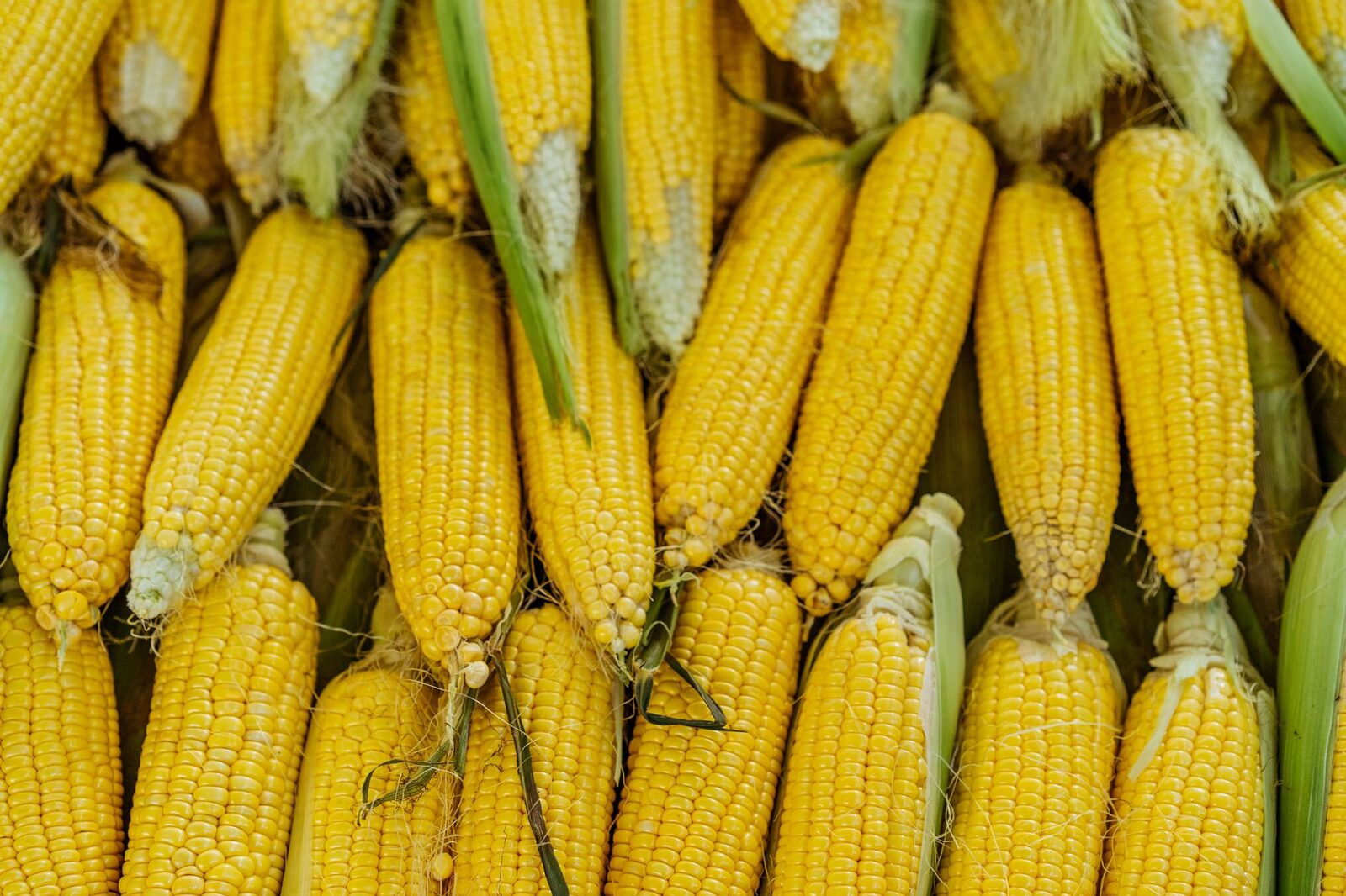 Corn field with mature kernels ready for harvest