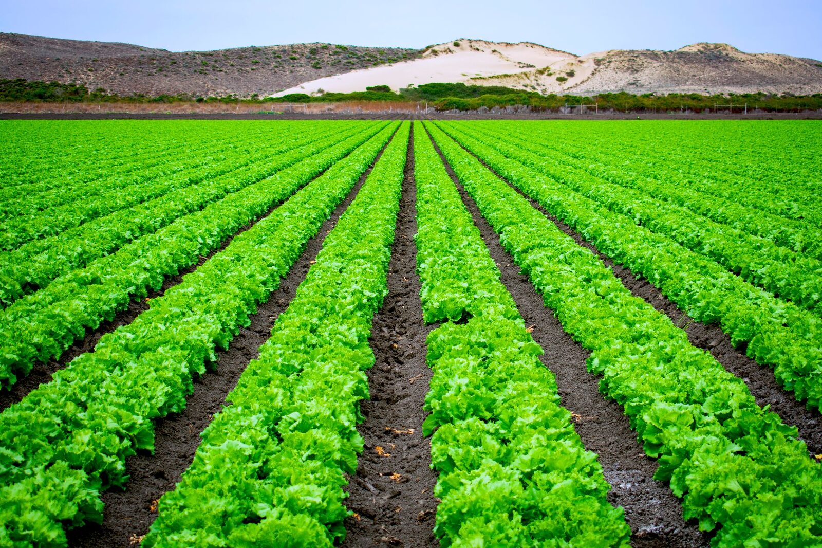 Lettuce and produce fields in the Salinas Valley, California