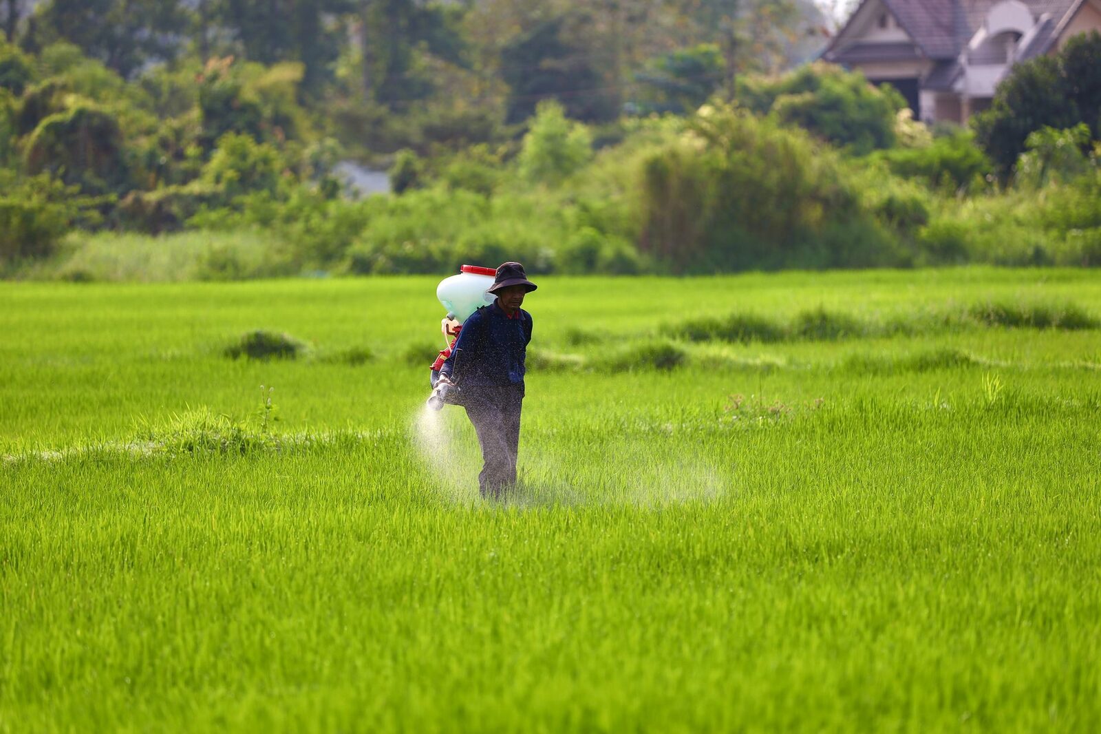 Farmworkers in the field during harvest season