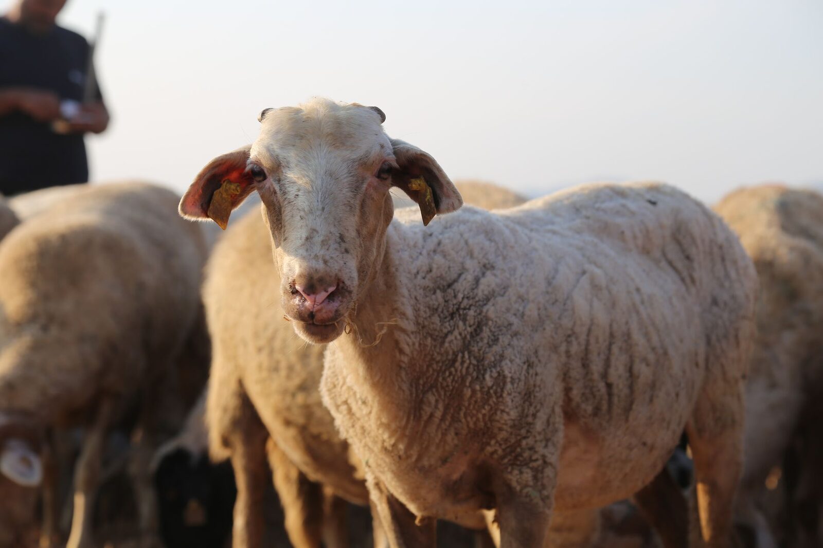 A screwworm fly, an invasive parasitic pest threatening US livestock at the southern border
