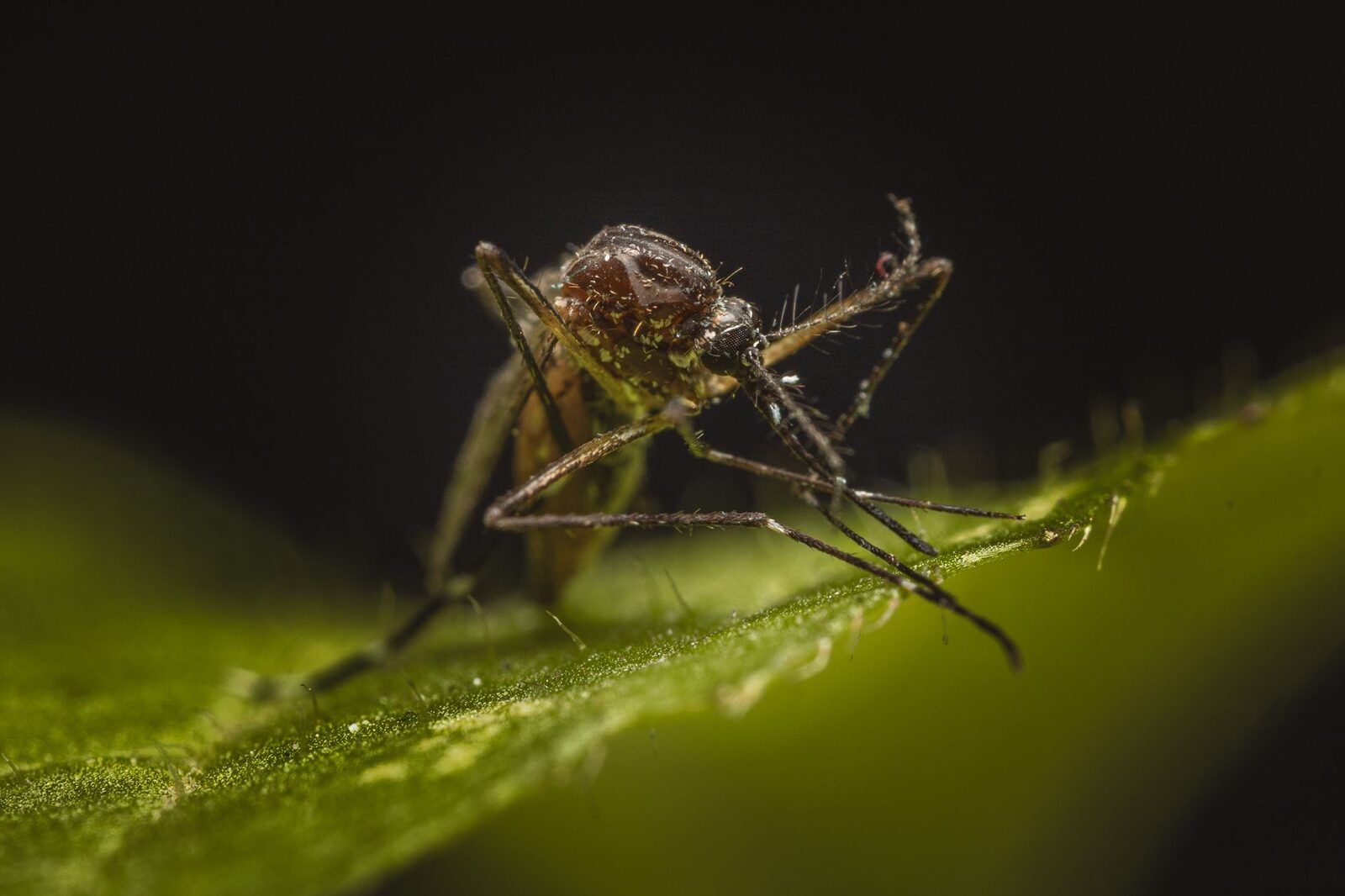 Farm field affected by pest damage or disease