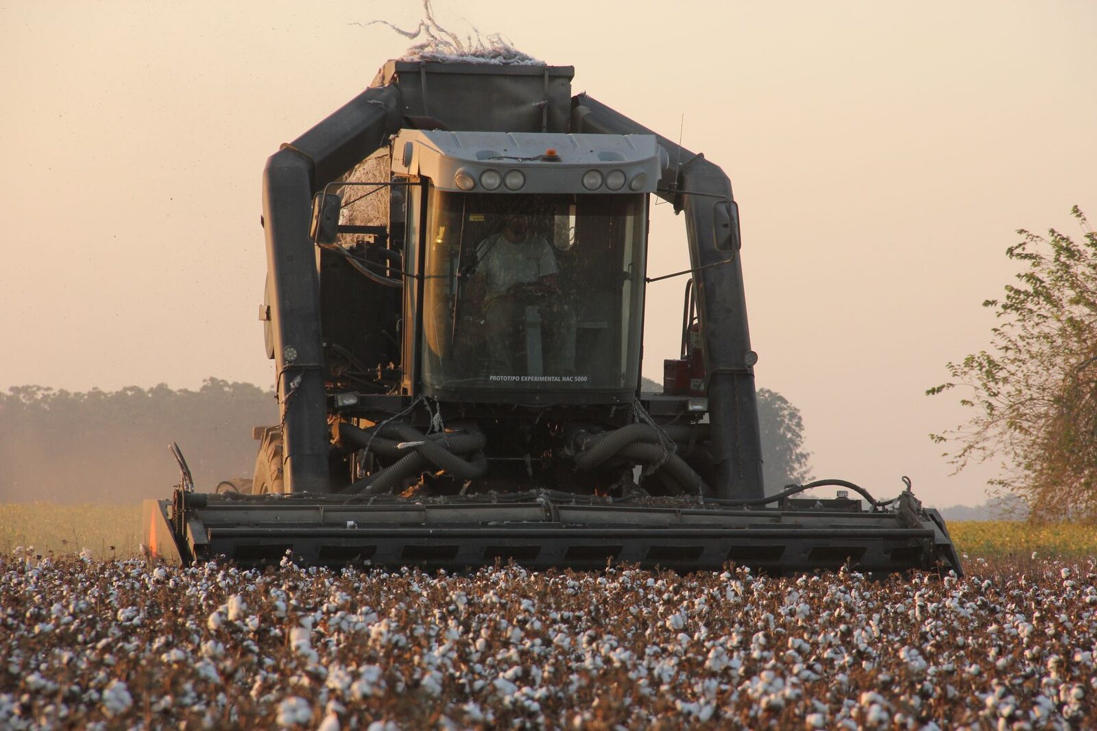 A combine harvester working in a corn field at dusk during harvest season