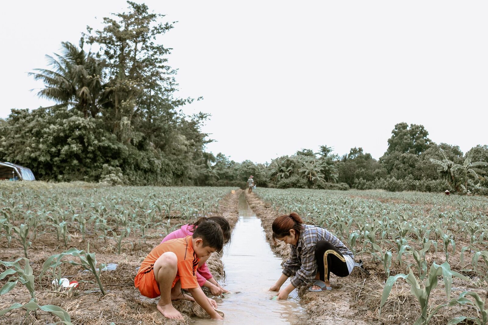 Healthy soil in a farmer's hands