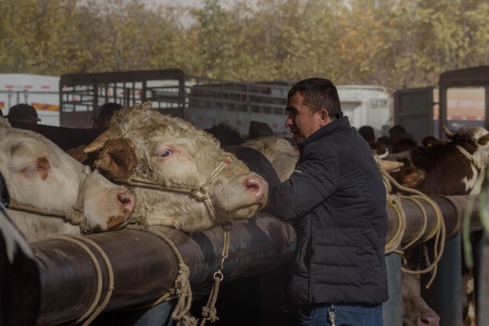Cattle in a feedlot during harvest season