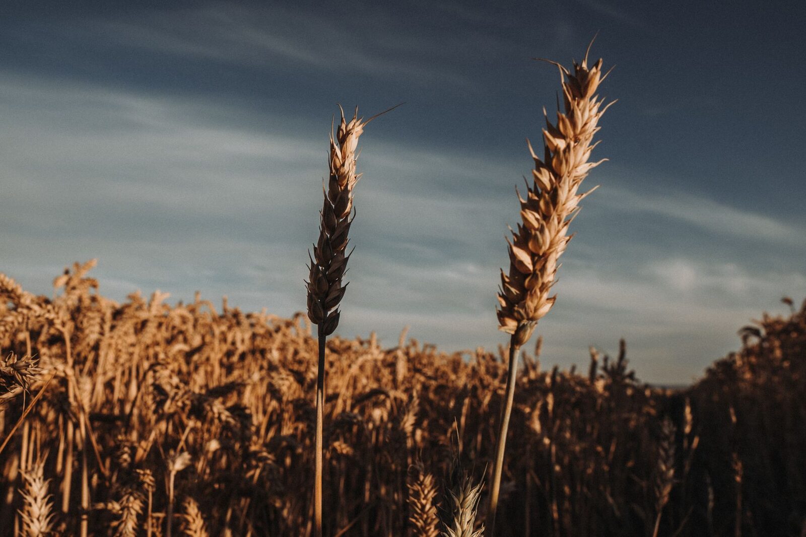 A combine harvester moving through a grain field during autumn harvest