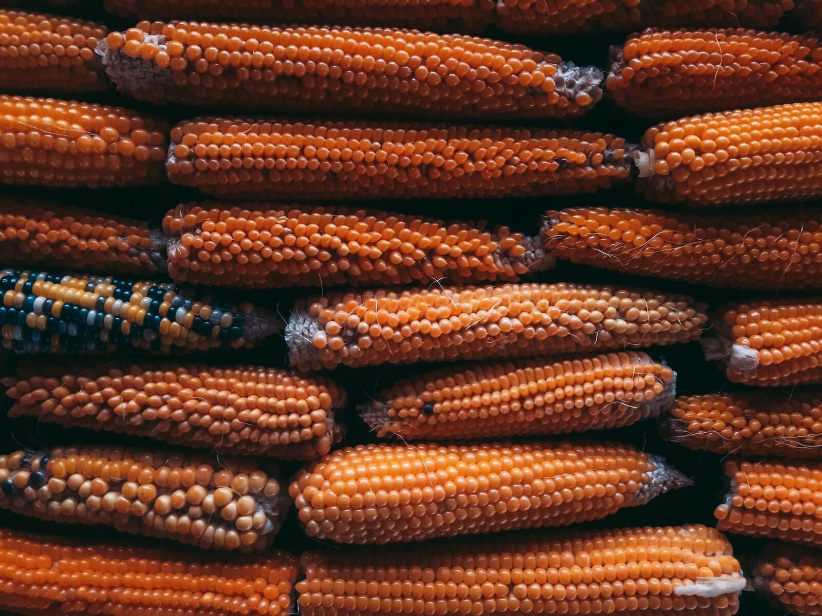 Corn stalks in a field ready for harvest