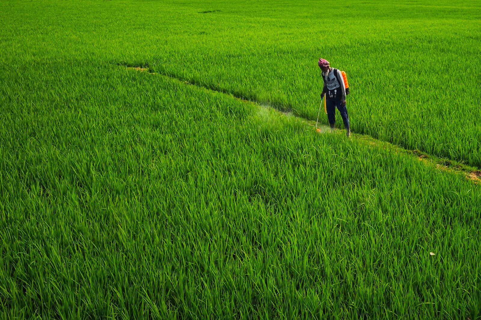 Agricultural rows treated with herbicide spray as federal agencies examine glyphosate's safety.