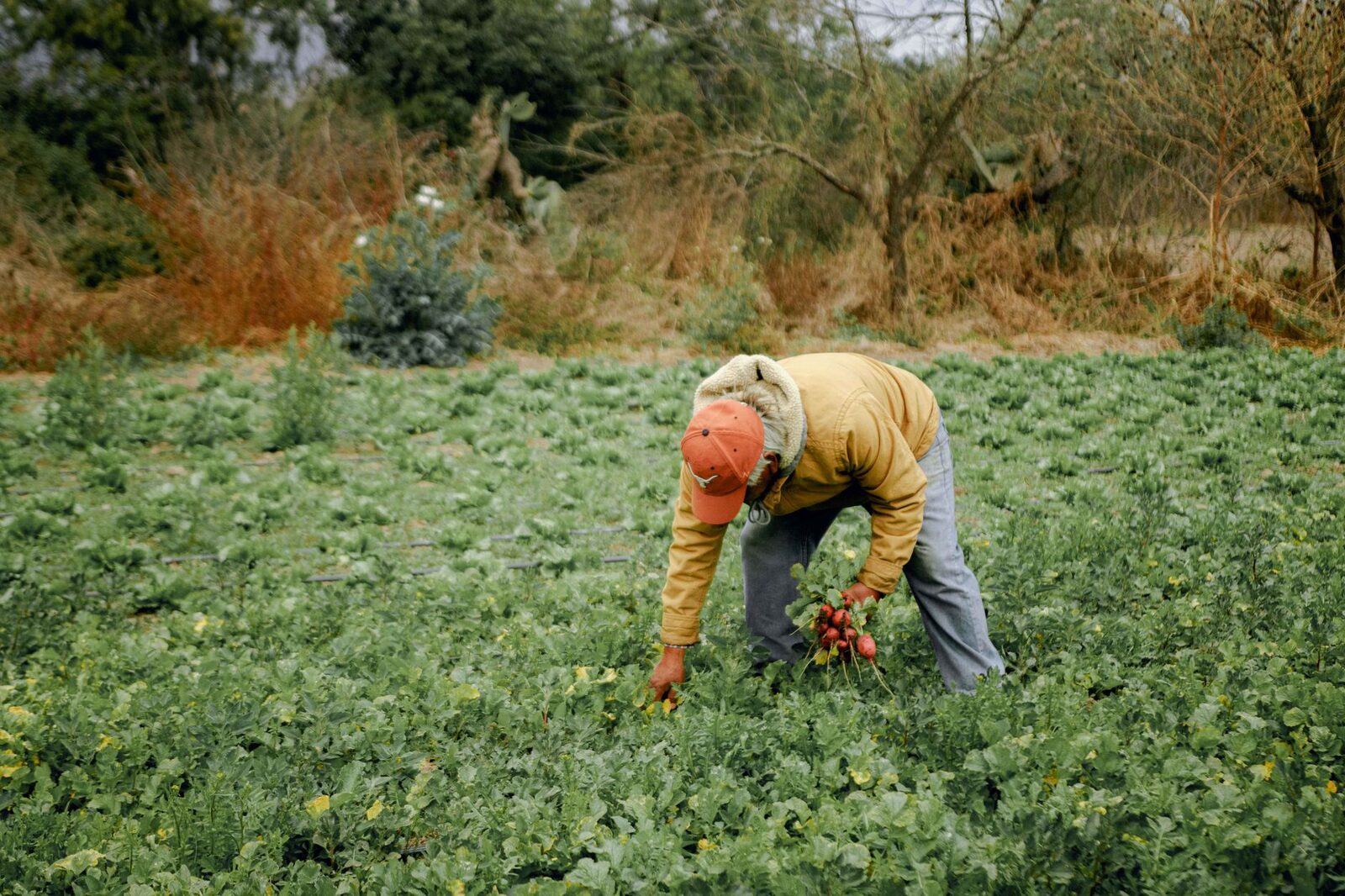 Farmer in a field