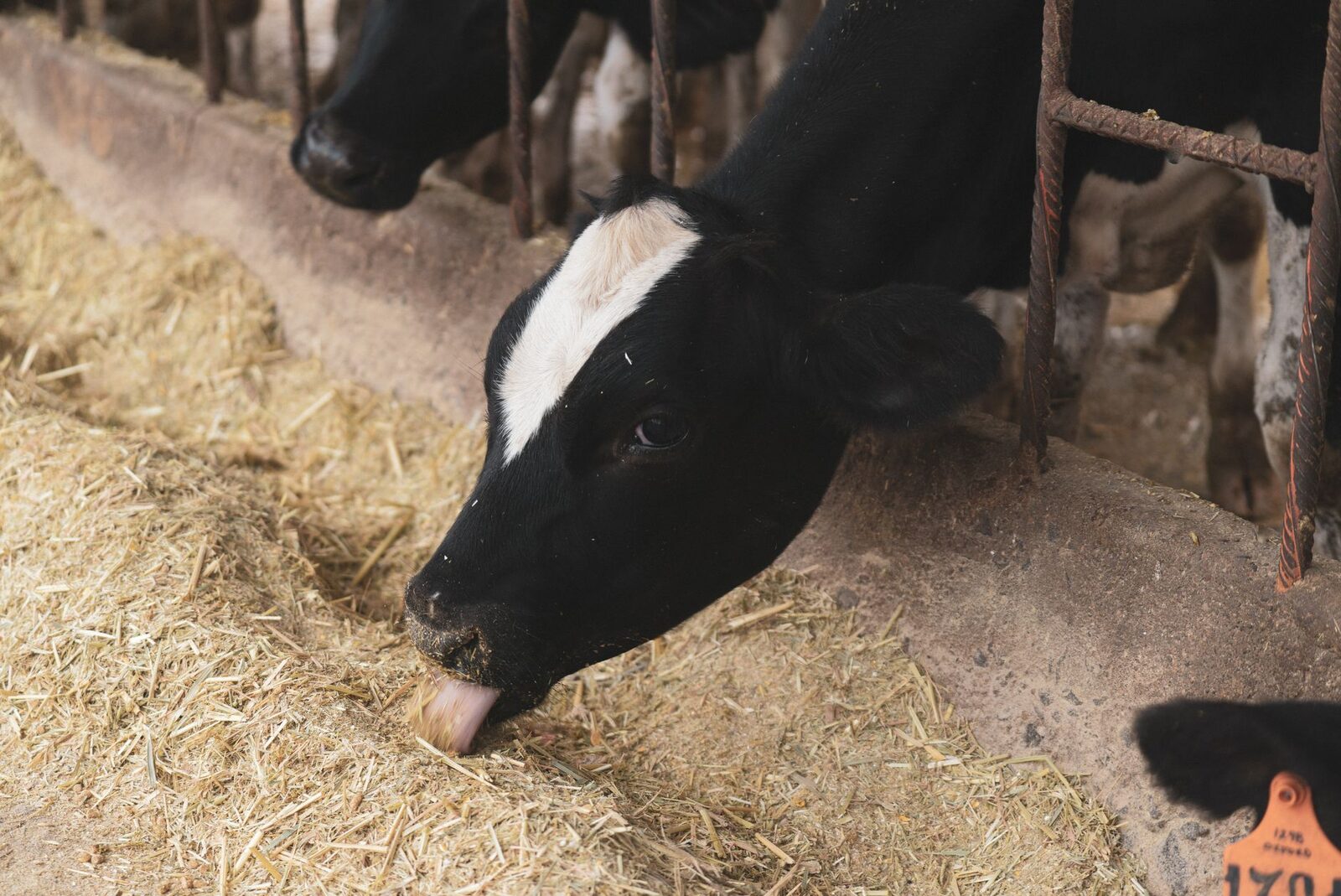 Dairy farmer working in barn