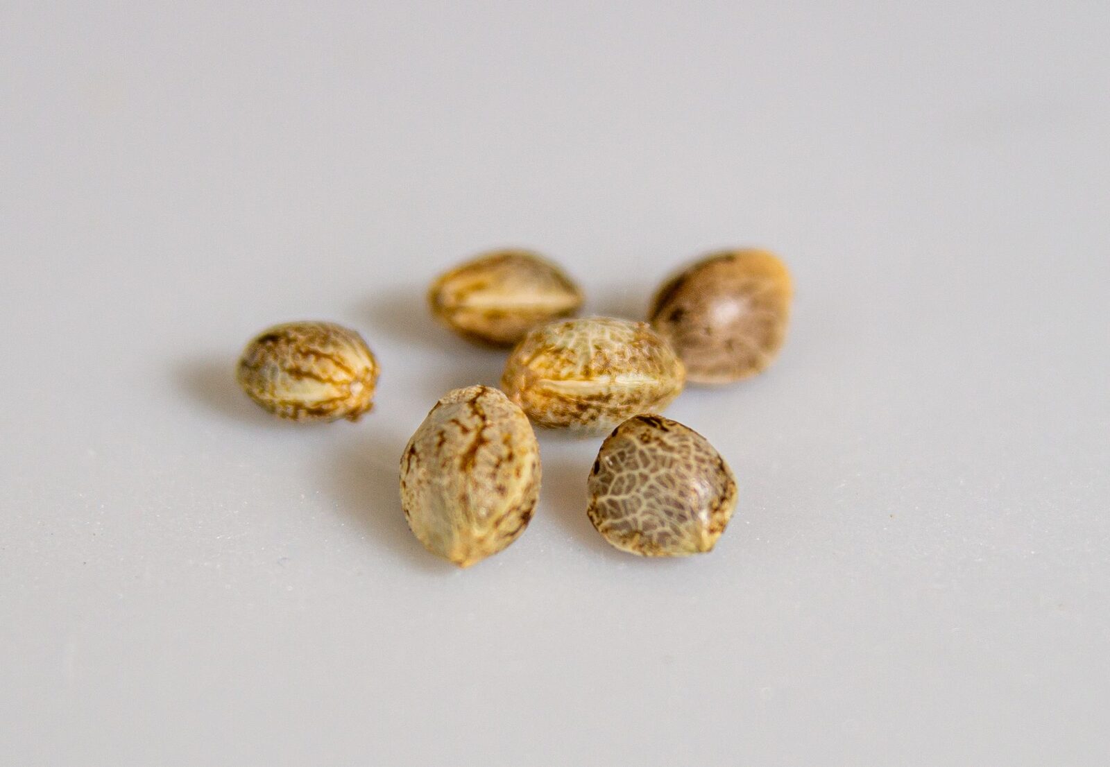 A hand holding a handful of seeds