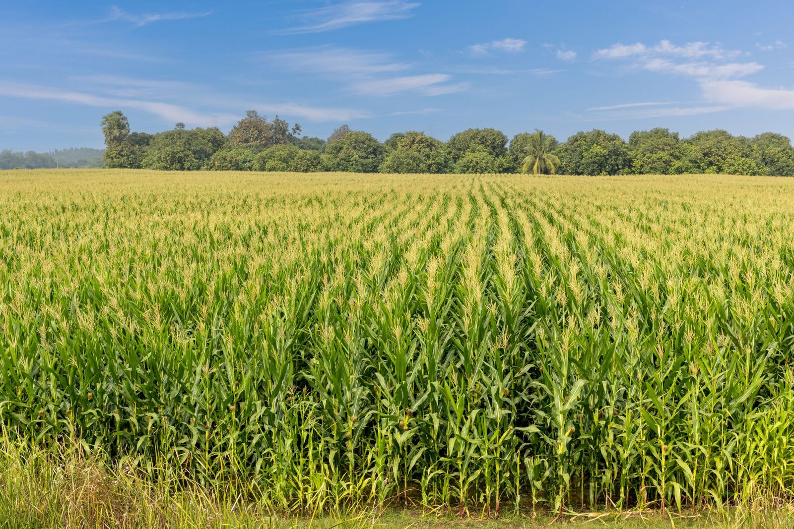 Corn kernels in close detail