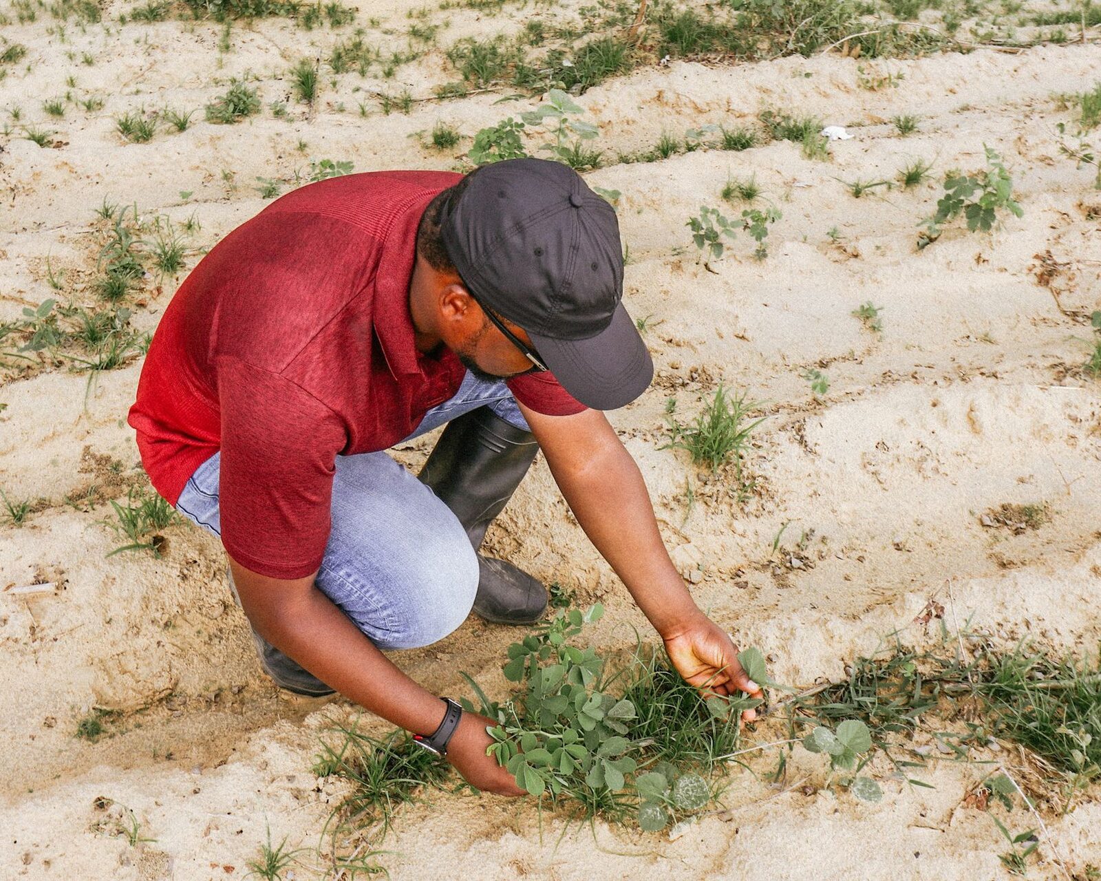 A farmer inspecting crops in a field